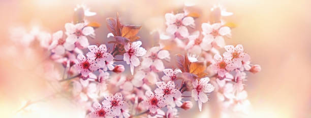 istock Blossomed branch, flowering tree, beautiful nature in spring 2201148798
