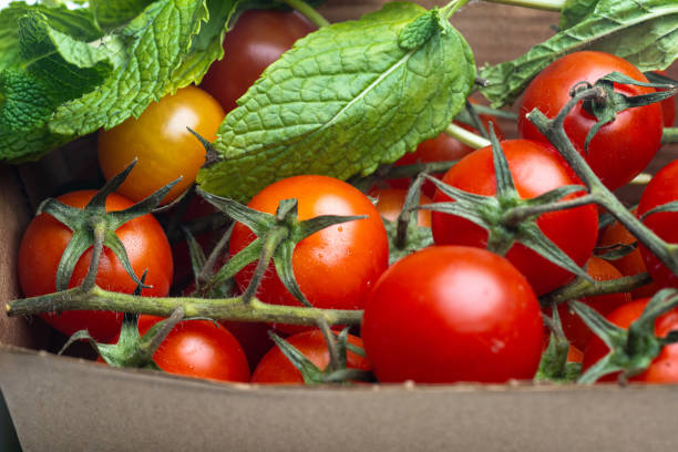 A vibrant assortment of red and yellow tomatoes with stems, complemented by fresh green mint leaves in a sturdy cardboard container. Ideal depiction of natural produce and freshness.
