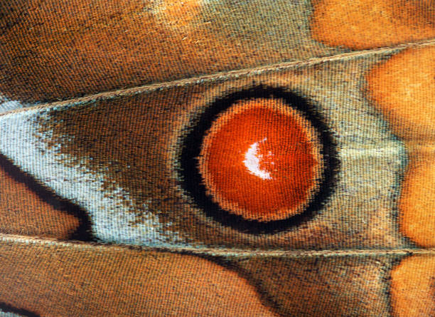 colorful butterfly wing. tropical butterfly wing texture background