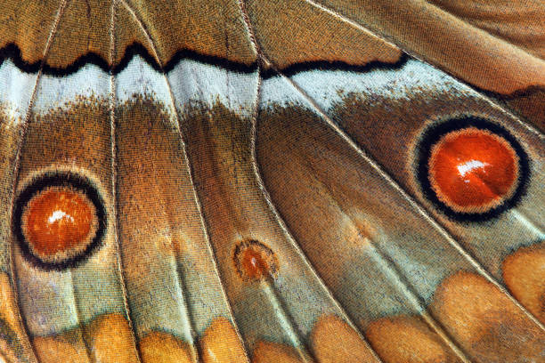istock colorful butterfly wing. tropical butterfly wing texture background 2201149540