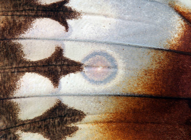 istock colorful butterfly wing. tropical butterfly wing texture background 2201149548