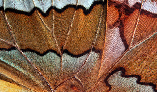 istock colorful butterfly wing. tropical butterfly wing texture background 2201149551