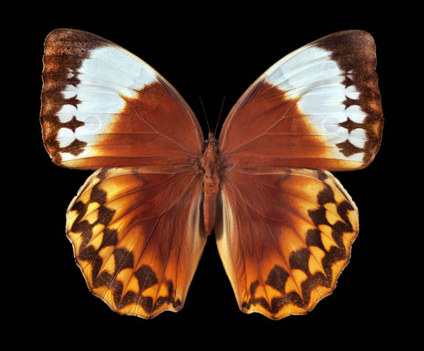 istock colorful brown tropical morpho butterfly isolated on black. 2201150105