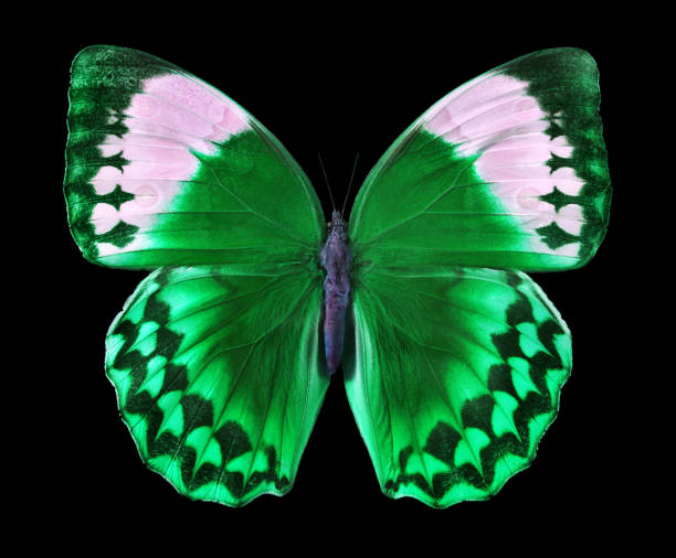 colorful green tropical morpho butterfly isolated on black.