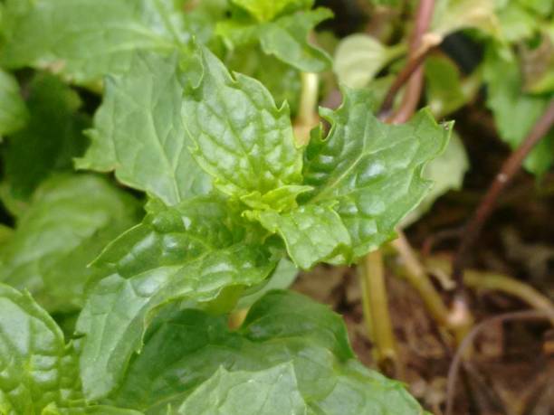 Spearmint (Mentha spicata), also known as garden mint, levante, or green mint, is a perennial herbaceous plant from the Lamiaceae family. Its leaves are bright green, lanceolate, and serrated at the edges, exuding a characteristic refreshing aroma. It grows vigorously in moist, well-drained environments and can reach 30 to 90 cm in height. This species is widely used in cooking, being an essential ingredient in teas, seasonings, sweets, sauces, and refreshing beverages. Beyond its culinary use, spearmint is highly valued for its medicinal properties, aiding digestion, relieving nausea, and alleviating headaches. Rich in compounds such as menthol, carvone, and flavonoids, it has antioxidant, antimicrobial, and anti-inflammatory effects. It is easy to cultivate, adapting well to pots and gardens, requiring regular pruning to control excessive growth. Highly appreciated for its versatility, Mentha spicata is also used in natural cosmetics, essential oil production, and personal care products. la menta verde (mentha spicata), levante o menta de jardín, es una planta herbácea perenne que prospera en suelos húmedos y bien drenados. sus hojas fuertemente fragantes son muy utilizadas en gastronomía y fitoterapia por su aroma fresco y aplicacione