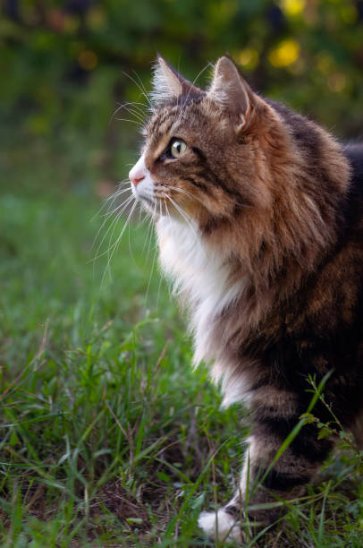 istock norwegian forest cat on the grass  portrait 2201150455