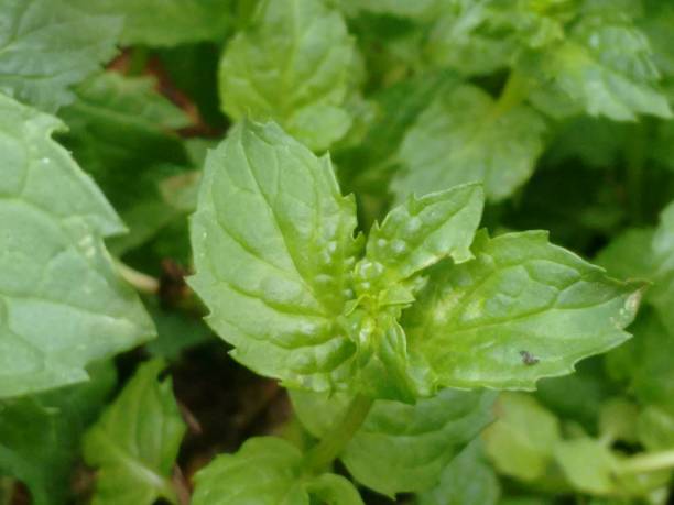 Spearmint (Mentha spicata), also known as garden mint, levante, or green mint, is a perennial herbaceous plant from the Lamiaceae family. Its leaves are bright green, lanceolate, and serrated at the edges, exuding a characteristic refreshing aroma. It grows vigorously in moist, well-drained environments and can reach 30 to 90 cm in height. This species is widely used in cooking, being an essential ingredient in teas, seasonings, sweets, sauces, and refreshing beverages. Beyond its culinary use, spearmint is highly valued for its medicinal properties, aiding digestion, relieving nausea, and alleviating headaches. Rich in compounds such as menthol, carvone, and flavonoids, it has antioxidant, antimicrobial, and anti-inflammatory effects. It is easy to cultivate, adapting well to pots and gardens, requiring regular pruning to control excessive growth. Highly appreciated for its versatility, Mentha spicata is also used in natural cosmetics, essential oil production, and personal care products. la menta verde (mentha spicata), levante o menta de jardín, es una planta herbácea perenne que prospera en suelos húmedos y bien drenados. sus hojas fuertemente fragantes son muy utilizadas en gastronomía y fitoterapia por su aroma fresco y aplicacione