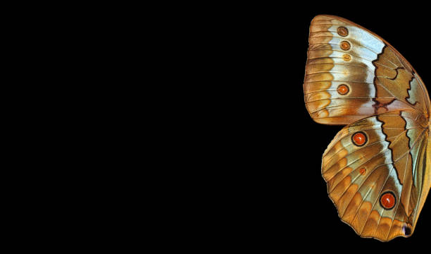 istock tropical butterfly wings isolated on black. morpho butterfly wings copy space. 2201151718