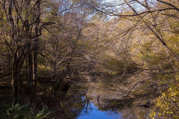 istock Mississippi creek 2201152858