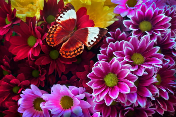 Gerbera flowers with exotic butterflies nice shot