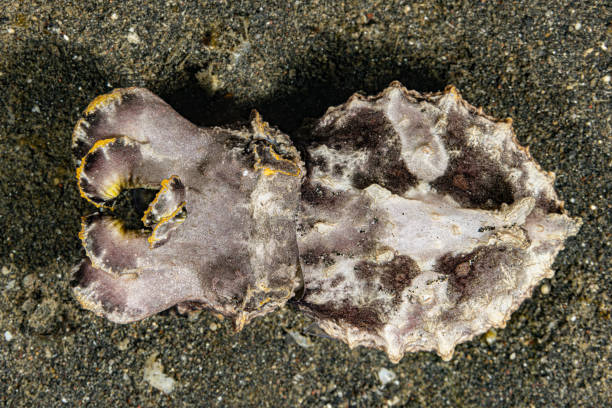 istock Flamboyant Cuttlefish Metasepia pfefferi, Lembeh Strait, Indonesia 2201153641