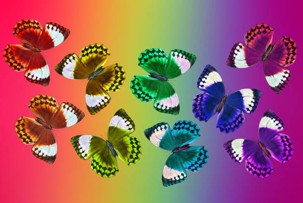 Colors of rainbow. Pattern of multicolored morpho butterflies