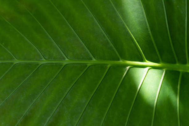 A breathtaking closeup view of a vibrant green leaf exquisitely showcasing its complex texture and intricate details