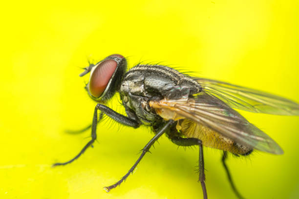 istock Macro of flies or fly insect 2201157300