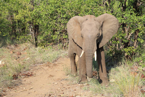 A young elephant crossing a road in Kruger National Park - South Africa