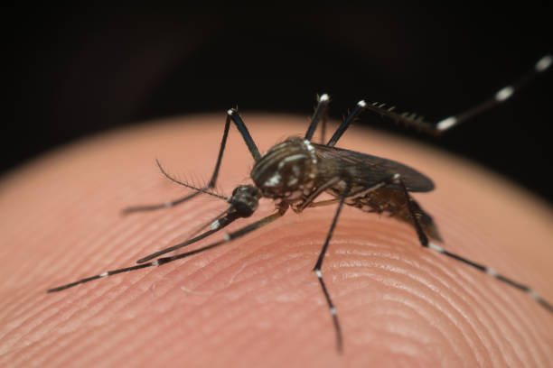 istock Macro of mosquito (Aedes aegypti) sucking blood 2201158361