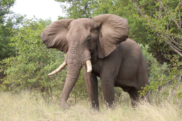istock Afrikanischer Elefant / African elephant / Loxodonta africana 2201159045