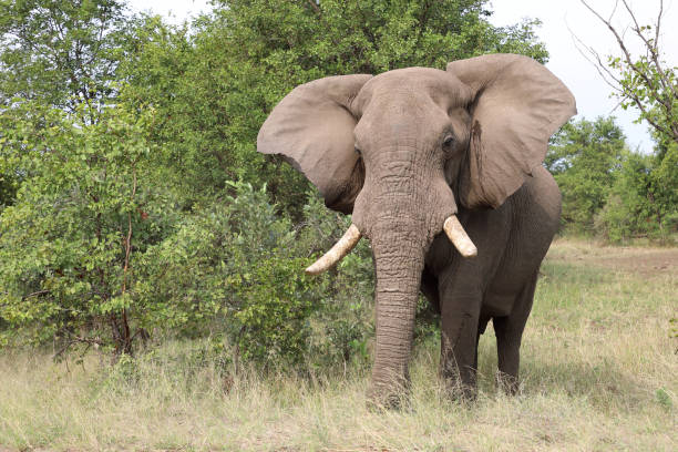 istock Afrikanischer Elefant / African elephant / Loxodonta africana 2201159130