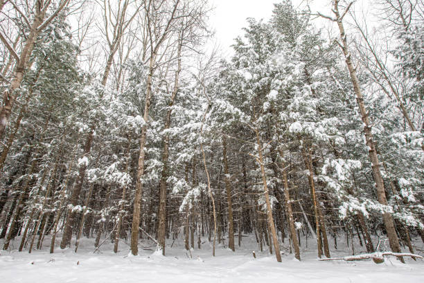 Wisconsin forest covered with snow in a February snowstorm, horizontal