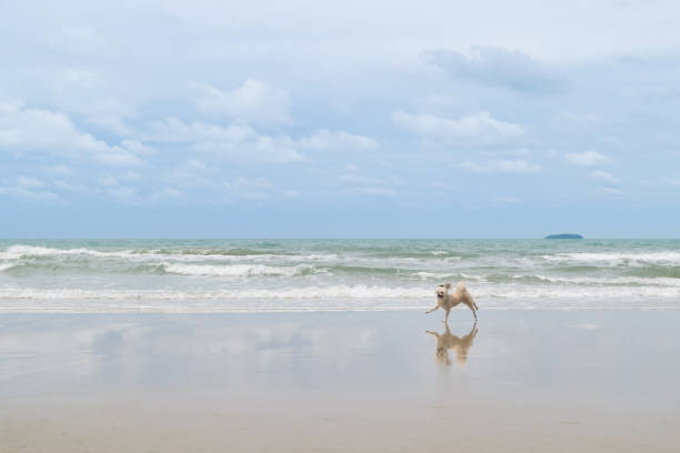 Dog so cute beige color mixed breed with Shih-Tzu, Pomeranian and Poodle  travel run on beach