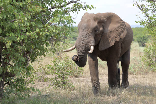 istock Afrikanischer Elefant / African elephant / Loxodonta africana 2201159253