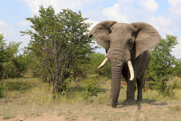 istock Afrikanischer Elefant / African elephant / Loxodonta africana 2201159295