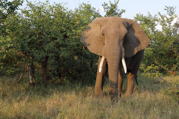 istock Afrikanischer Elefant / African elephant / Loxodonta africana 2201159348
