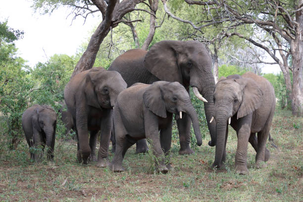 istock Afrikanischer Elefant / African elephant / Loxodonta africana 2201159571