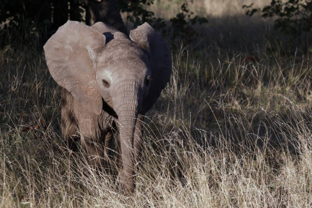 Afrikanischer Elefant / African elephant / Loxodonta africana