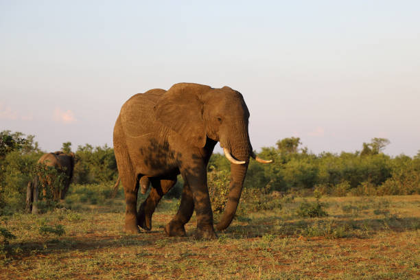 istock Afrikanischer Elefant / African elephant / Loxodonta africana 2201162723
