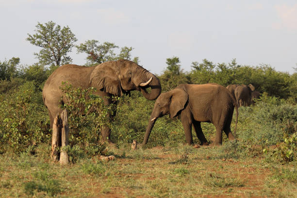 istock Afrikanischer Elefant / African elephant / Loxodonta africana 2201162756