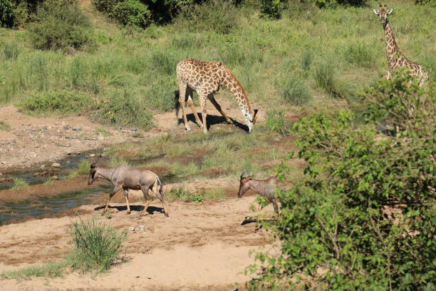 istock Leierantilope - Giraffe / Common tsessebe - Giraffe / Damaliscus lunatus - Giraffa camelopardalis 2201163220