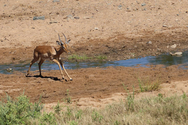 istock Schwarzfersenantilope / Impala / Aepyceros melampus 2201163391