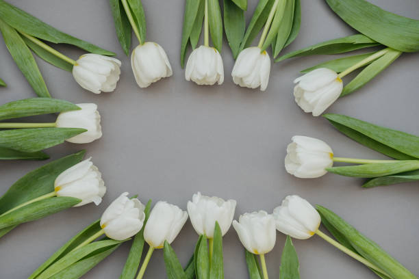 istock White tulips arranged in a circular pattern on a gray background, Place for a text, Happy Mother's Day Background 2201163568