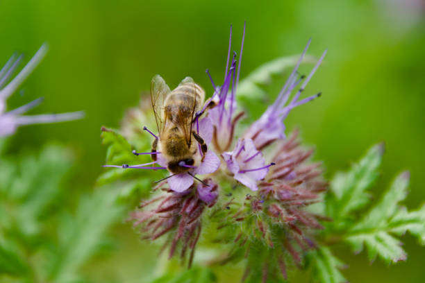A honey bee (Apis mellifera) collecting nectar from a Phacelia flower, showcasing its translucent wings and fuzzy body. Vibrant purple blooms contrast with the green background.