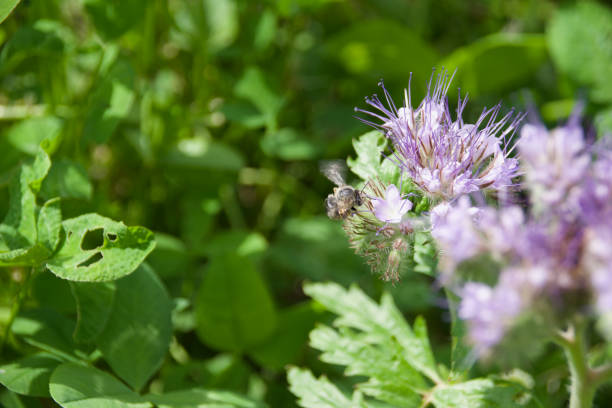 A wild bee hovers near a blooming Phacelia flower, collecting nectar. Vibrant green background with delicate purple blossoms in full bloom.