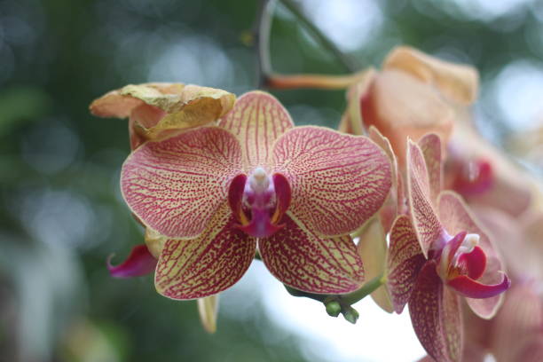 The moon orchid has the Latin name Phalaenopsis Amabilis which belongs to the plantae kingdom with the order Asparagales and the family Orchidaceae.