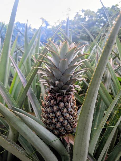 istock A vibrant tropical landscape showcasing lush pineapple plants in a serene environment, ideal for nature and agricultural themes. 2201167482