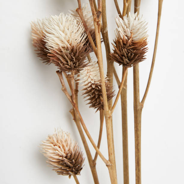 istock dried grass flower bouquet Pampas Grass 2201167531