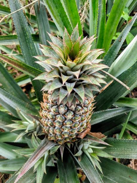 A vibrant tropical landscape showcasing lush pineapple plants in a serene environment, ideal for nature and agricultural themes.