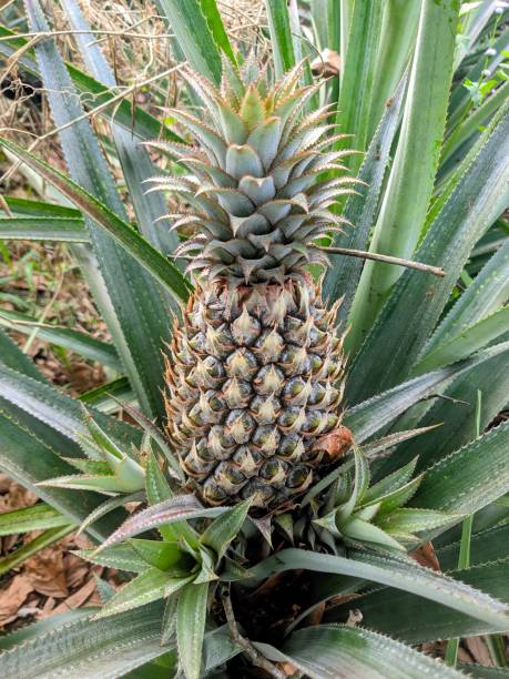 istock A vibrant tropical landscape showcasing lush pineapple plants in a serene environment, ideal for nature and agricultural themes. 2201167614