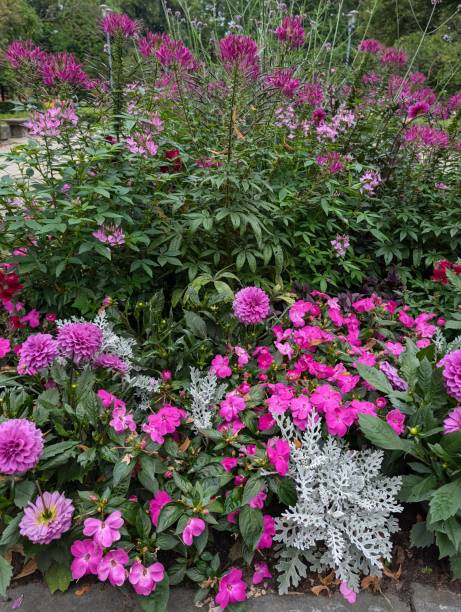 istock Vibrant Flower Bed with Lush Pink Blooms 2201176083