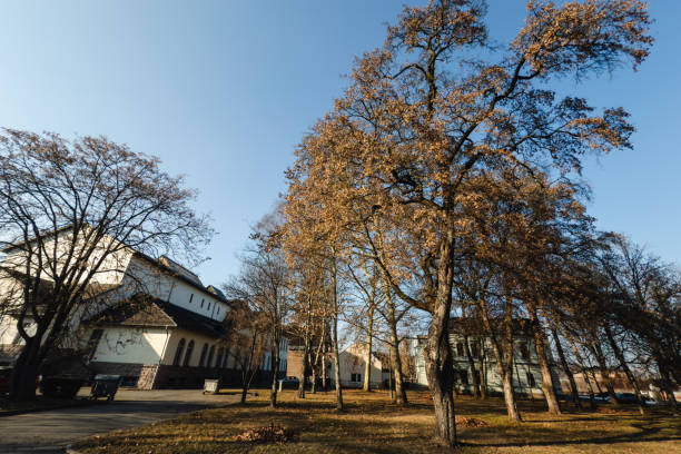 A peaceful urban park with tall trees displaying autumn foliage, bathed in warm sunlight. The surrounding buildings add a sense of city life blending with nature. The clear blue sky and golden leaves create a harmonious seasonal atmosphere.