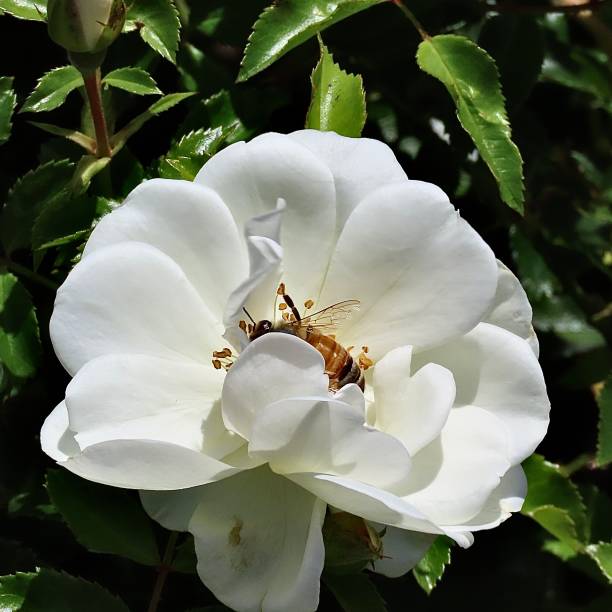 istock A Bee on a Burnet Rose covered mostly by a petal in Auckland 2201178428