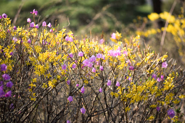 April Seoul Korea