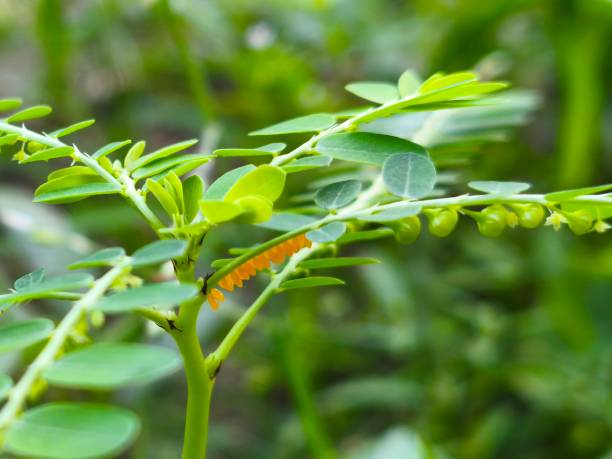 istock meniran leaves and wild grass 2201180970