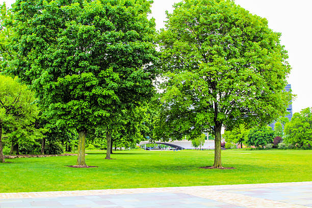 Vibrant green foliage fills the park in Pittsburgh during a sunny spring day.