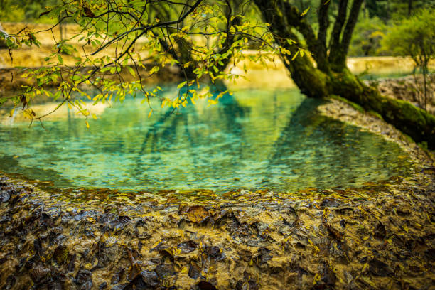 Within the Huanglong Scenic Area, lush green forests are shrouded in mist, with rolling mountains resembling a fairyland, showcasing the grandeur and tranquility of nature