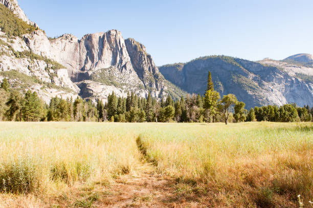 Deer grazing in Yosemite Valley