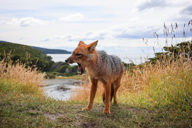 A very cute fox yawning with a wonderfull patagonian landscape on the background. Taken with Canon R6 Mark II